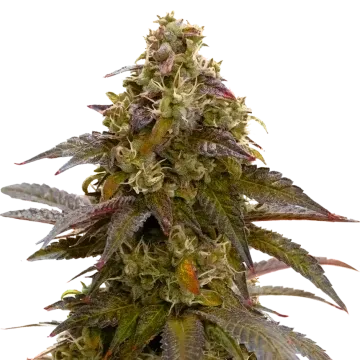 plante de cannabis Mimosa