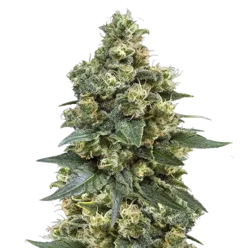 plante de cannabis MK Ultra