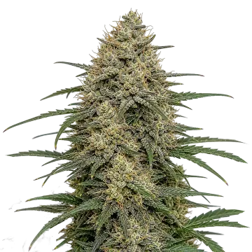 plante de cannabis Moby Dick