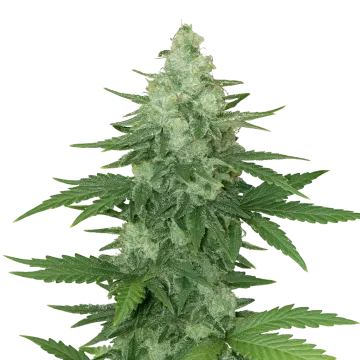 plante de cannabis Moonshine Cookies Auto