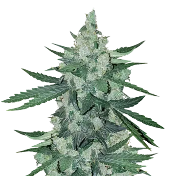 plante de cannabis Moonshine Cookies