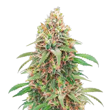 plante de cannabis Motor Breath