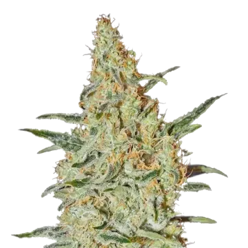 plante de cannabis Neville's Haze