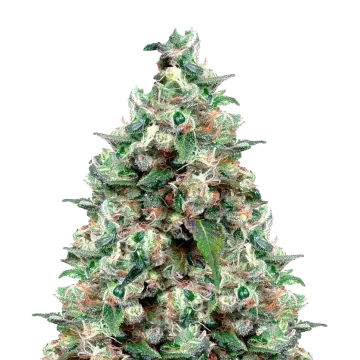 plante de cannabis NYC Diesel