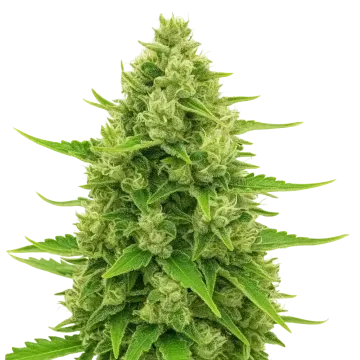 plante de cannabis Northern Lights Auto