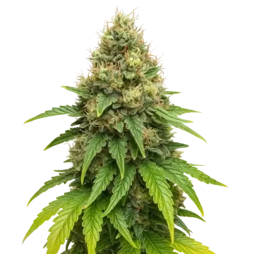 plante de cannabis Northern Lights X Big Bud Auto