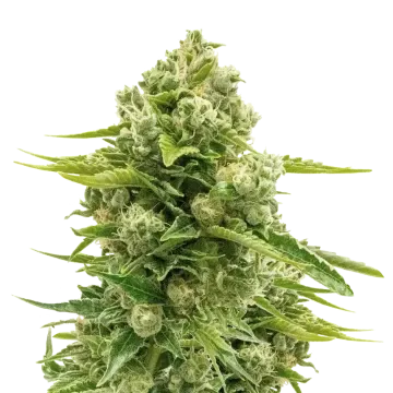plante de cannabis Northern Lights