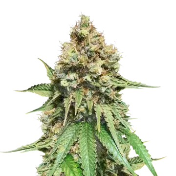 plante de cannabis Northern Lights X Big Bud