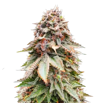 plante de cannabis Nova OG