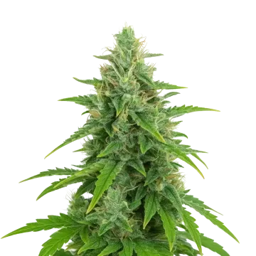 plante de cannabis OG Kush Auto