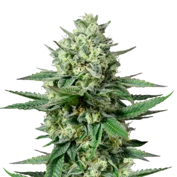 plante de cannabis OG Kush CBD