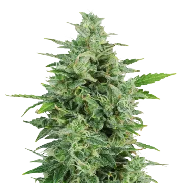 plante de cannabis OG Kush