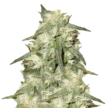 plante de cannabis Oreoz