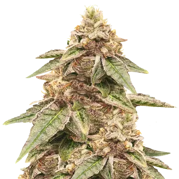 plante de cannabis Outback OG