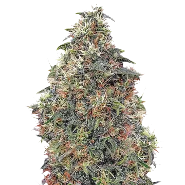 plante de cannabis Panama Red