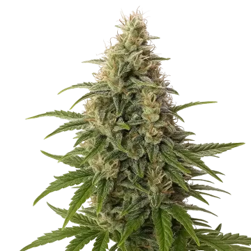 plante de cannabis Peanut Butter Breath Auto