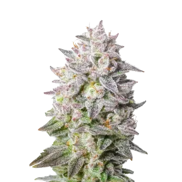 plante de cannabis Permanent Marker Auto