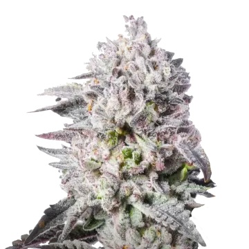 plante de cannabis Permanent Marker