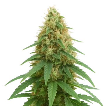 plante de cannabis Pineapple Express Auto