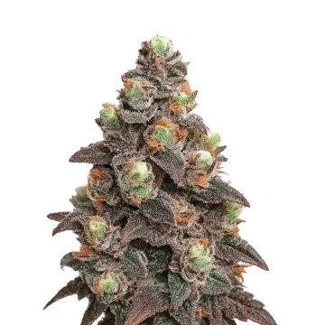 plante de cannabis Pink Rozay Auto