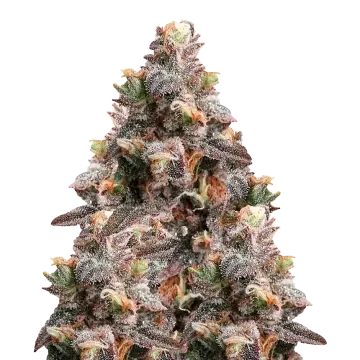 plante de cannabis Pink Rozay