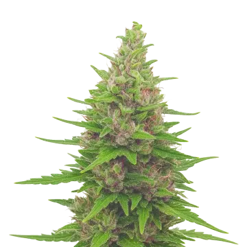 plante de cannabis Pink Runtz Auto