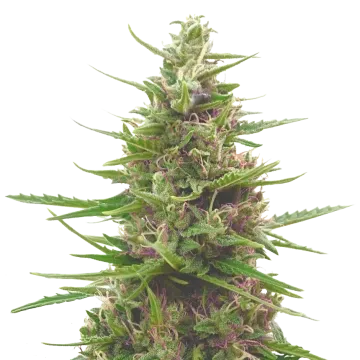 plante de cannabis Pink Runtz