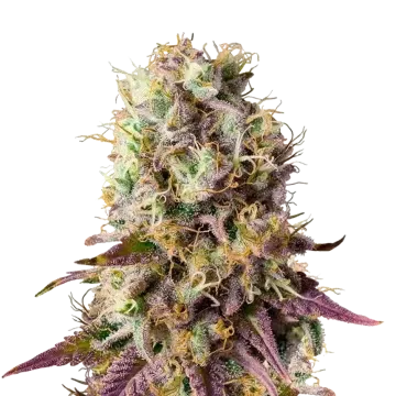 plante de cannabis Pinkman Goo