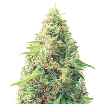 plante de cannabis Pixie Dust