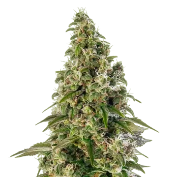 plante de cannabis Platinum Cookies