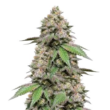 plante de cannabis Plushberry Auto