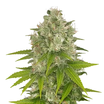 plante de cannabis Power Kush