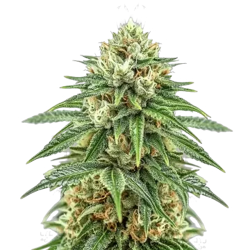plante de cannabis Puff Pastry
