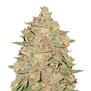 plante de cannabis Pure Indica
