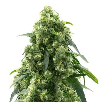 plante de cannabis Pure Power Plant