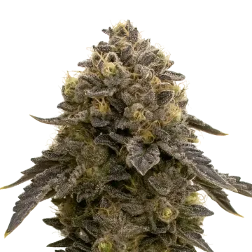 plante de cannabis Purple Gelato Auto