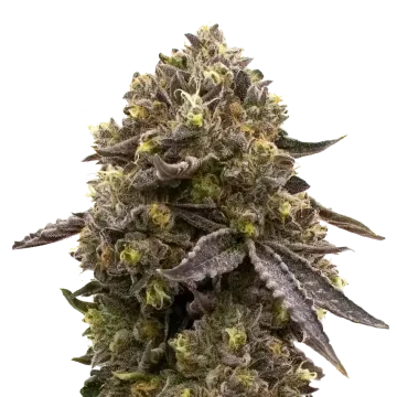 plante de cannabis Purple Gelato