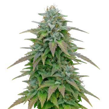 plante de cannabis Purple Haze Auto