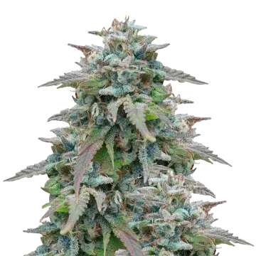 plante de cannabis Purple Haze