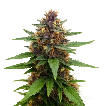 plante de cannabis Purple Kush Auto