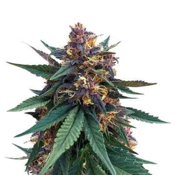 plante de cannabis Purple Kush