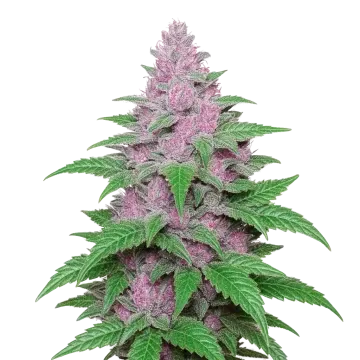 plante de cannabis Purple Lemonade Auto