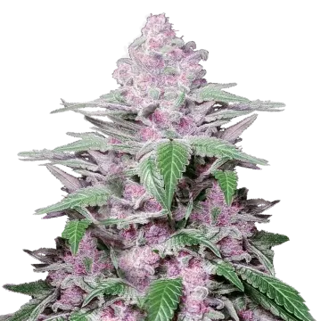 plante de cannabis Purple Lemonade