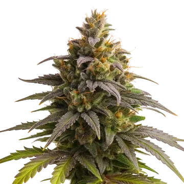 plante de cannabis Purple Punch Auto