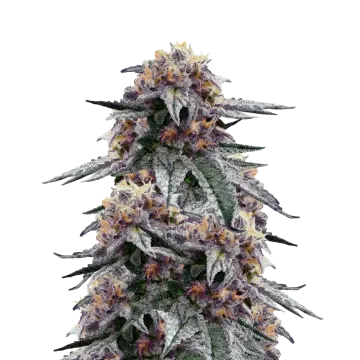 plante de cannabis Purple Urkle