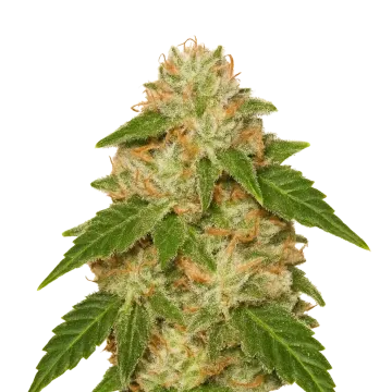 plante de cannabis Rainbow Auto