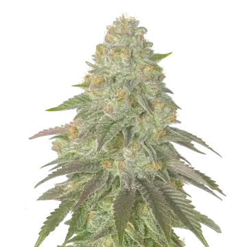 plante de cannabis Rainbow Belts