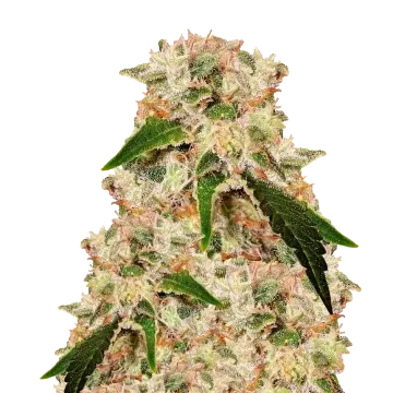 plante de cannabis Rainbow