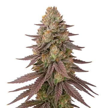 plante de cannabis Red Devil Auto