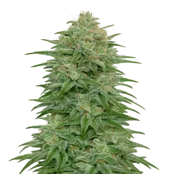 plante de cannabis Romulan